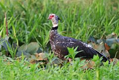 Southern Screamer